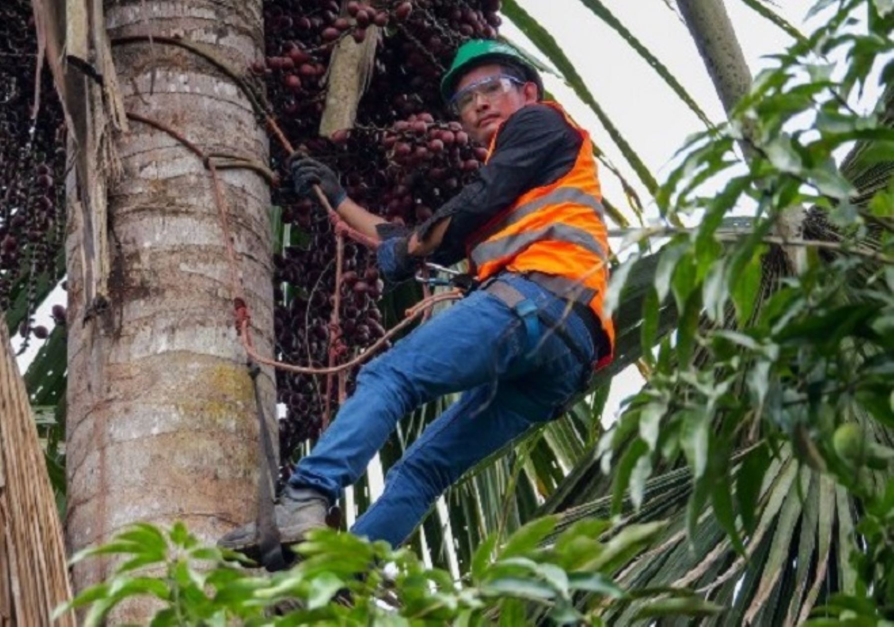 La participación de las comunidades nativas es clave para la conservación de los bosques y humedales amazónicos. ANDINA/Difusión