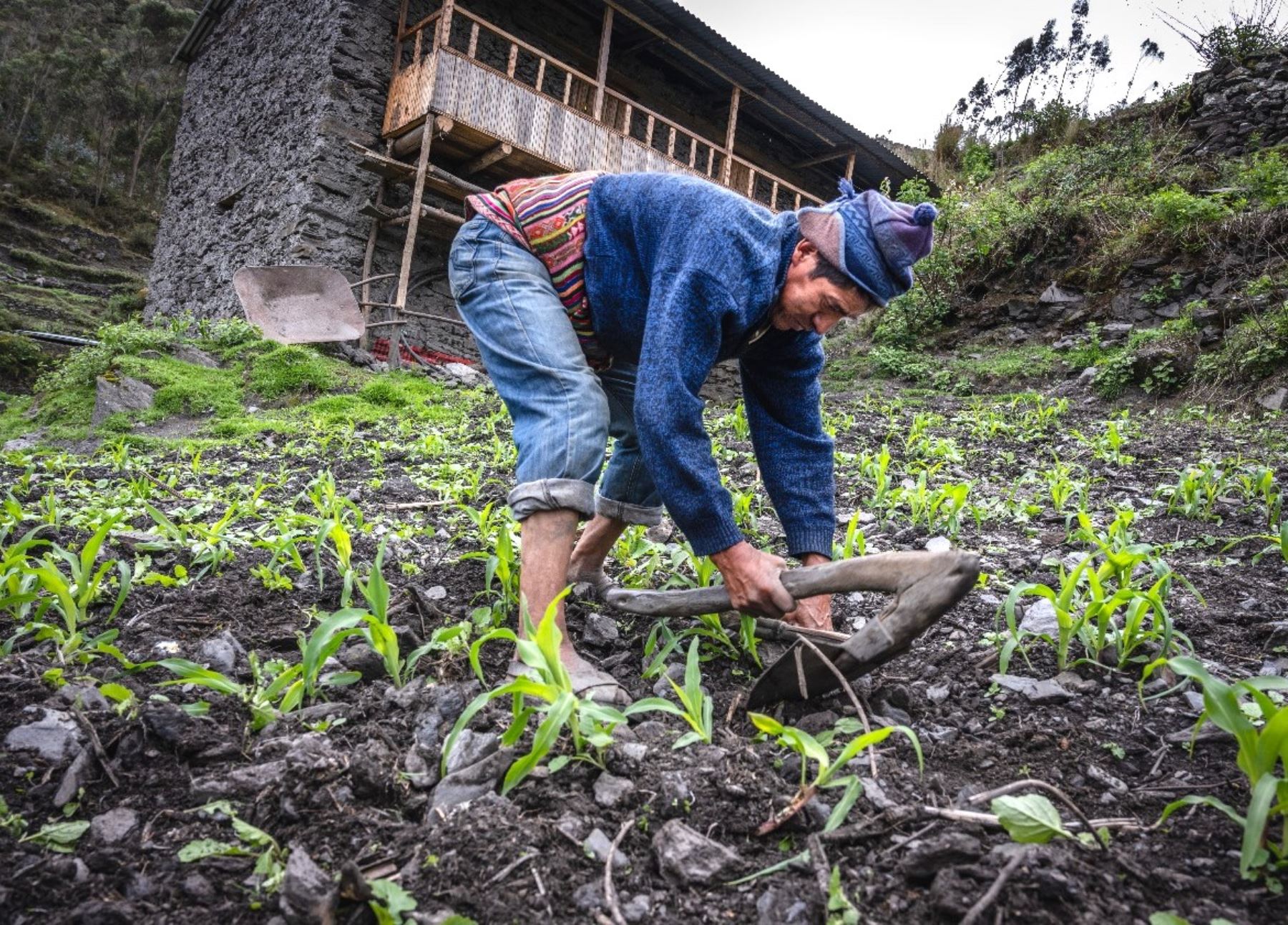 Profonanpe otorgará más de S/ 4 millones a iniciativas que impulsen adaptación al cambio climático en comunidades altoandinas de 12 distritos de Arequipa. ANDINA/Difusión