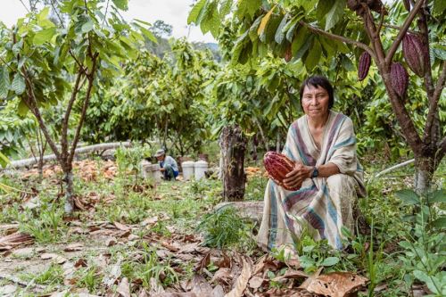 Durante el 2024, el Programa Bosques impulsó, gracias a la implementación de las TDC, la producción del cacao amazónico en comunidades nativas, con una inversión total de S/ 1.6 millones.