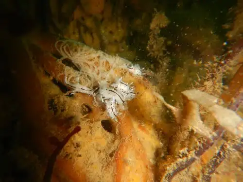 Una nueva especie de molusco, bautizada con el nombre científico Trapania huarmeyana fue descubierta en el mar peruano, frente a las costas de Casma y Huarmey por científicos del Instituto del Mar del Perú (Imarpe). Foto: Roberto Uribe