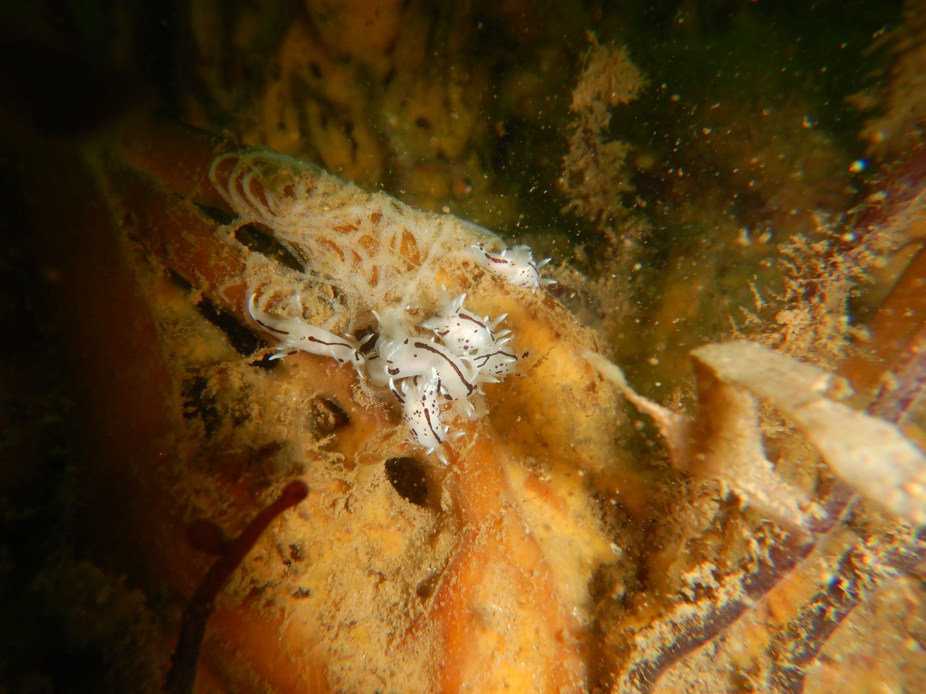 Una nueva especie de molusco, bautizada con el nombre científico Trapania huarmeyana fue descubierta en el mar peruano, frente a las costas de Casma y Huarmey por científicos del Instituto del Mar del Perú (Imarpe). Foto: Roberto Uribe