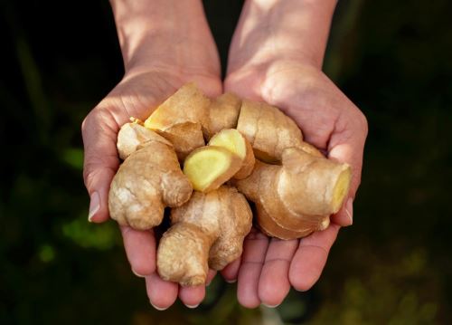 Productores de jengibre de Pichanaki, distrito ubicado en la selva de la región Junín, lograron exportar por primera vez a Francia el cotizado producto. ANDINA/Difusión