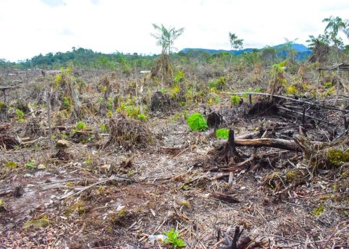 Autoridades forestales de la región San Martín denunciaron la tala ilegal de más de cinco hectáreas de bosque en zona de Alto Mayo. ANDINA/Difusión