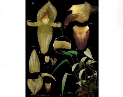 Un equipo de científicos descubrió una nueva especie de orquídea en Santuario Histórico de Machu Picchu, región Cusco.