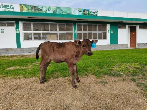 Nace en Huaral Camu, la primera ternera con la mejor carne del mundo y de alto valor genético, destacó el INIA. ANDINA/Difusión