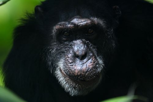 Usa cubiertos, ve televisión y juega a la pelota: conoce a Yoko, el chimpancé humanizado que iniciará una nueva vida en Brasil