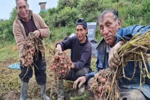Se trata de semillas de papa de las variedades nativas Shaulina y Peruanita, identificadas y registradas por el INIA debido a su alto valor.