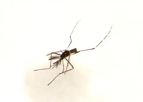 El zancudo "Aedes aegypti" es el transmisor del dengue y otras enfermedades. Foto: ANDINA/Difusión