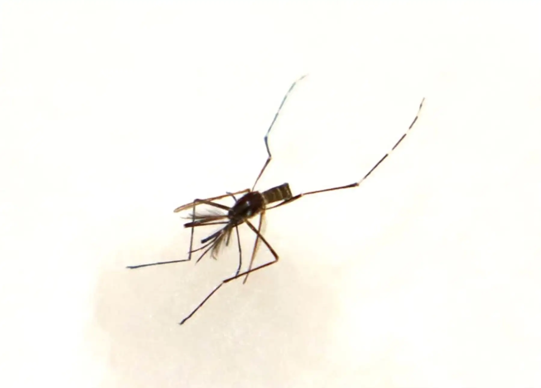 Un total de 500 coordinadores territoriales del programa Cuna Más fueron capacitados por especialistas del Minsa para prevenir la propagación del dengue. ANDINA/Difusión