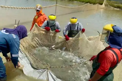 La entrega de habilitaciones sanitarias beneficiará a miles de familias dedicadas a la pesca. Foto: Sanipes/Difusión.