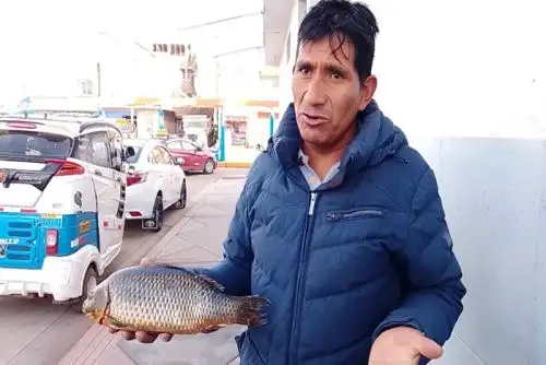 El pasado 26 de marzo se tuvo conocimiento de la captura de un ejemplar de carpa común (Cyprinus carpio) en el lago Titicaca, reportada por pescadores de Challapampa,ANDINA/Difusión