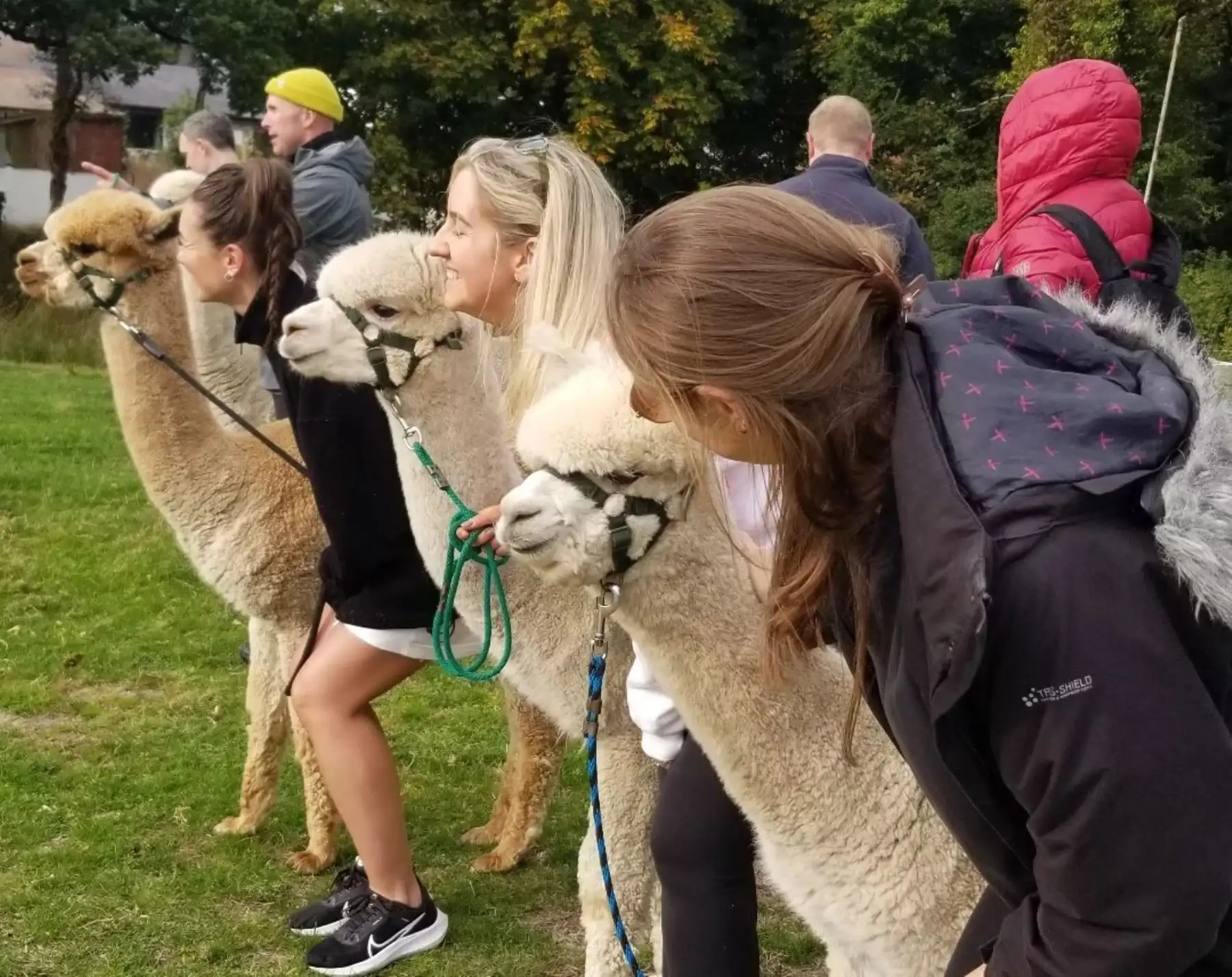 La fibra de alpaca, es una de las más solicitadas a nivel mundial en la alta costura. ANDINA/Difusión