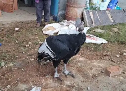 Pobladores de Querobamba, región Ayacucho, rescataron a un cóndor andino que no podía volar y pidieron ayuda a las autoridades para que regrese a su hábitat natural. ANDINA/Difusión