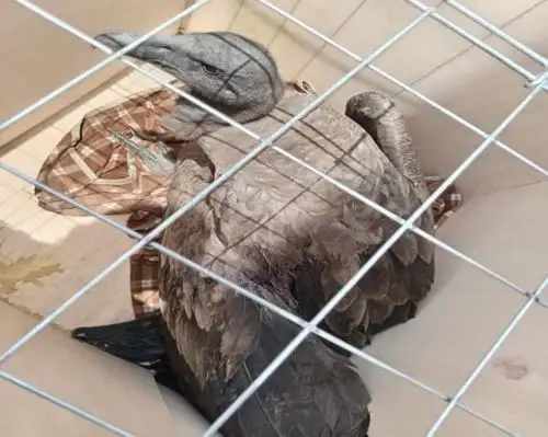 Fiscalía Ambiental de La Libertad rescata a ejemplar de cóndor andino herido por bala de perdigón y que fue hallado en la provincia de Pataz. ANDINA/Difusión