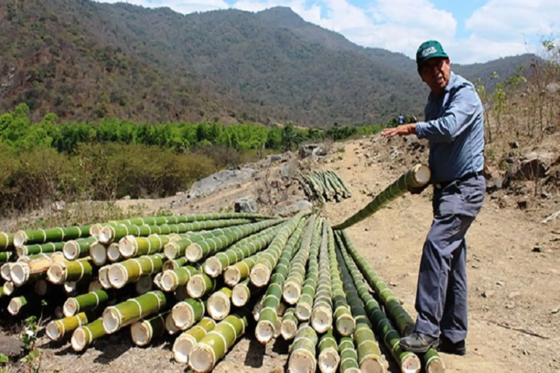 En el Perú existe una demanda insatisfecha de 8 millones de unidades de bambú,