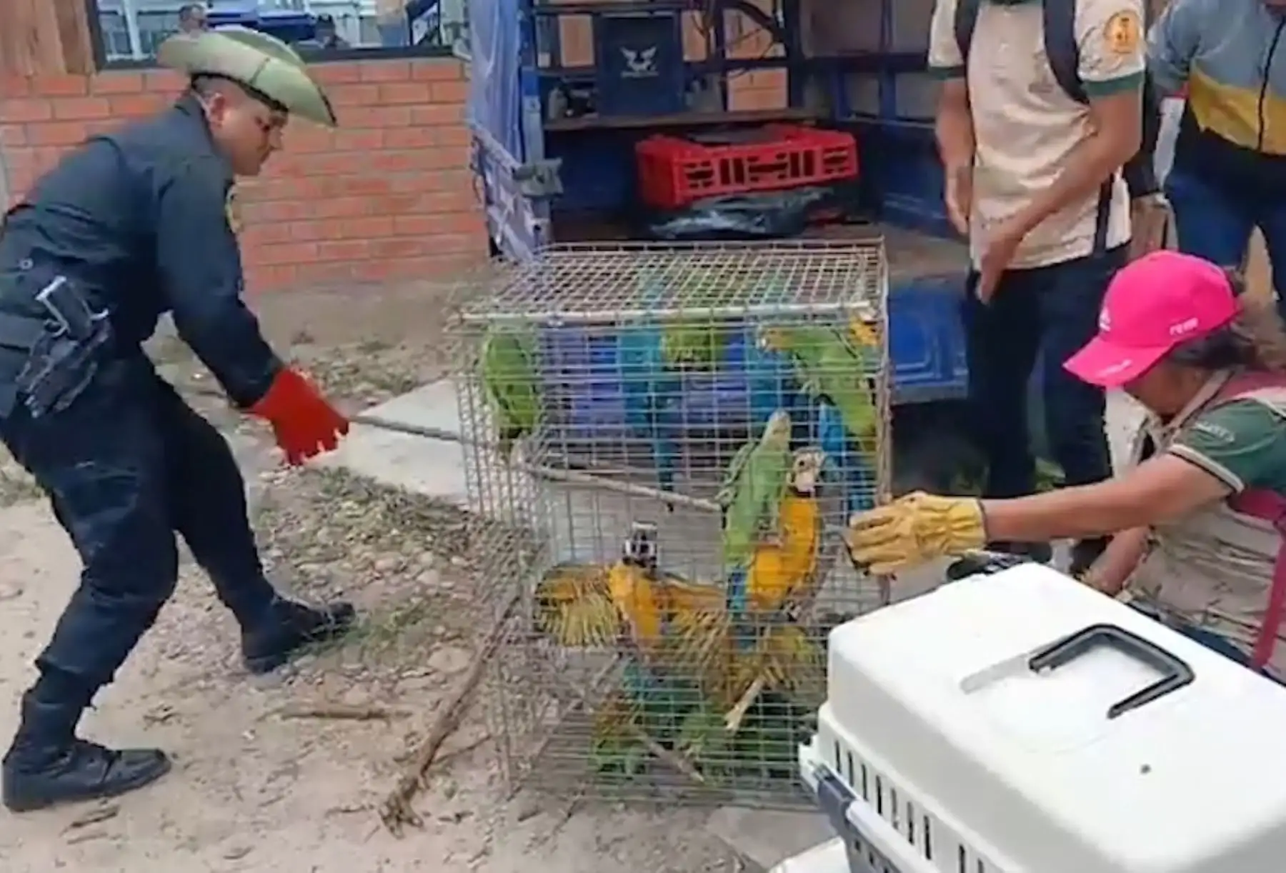 Autoridades de Ucayali rescatan a animales silvestres y detienen a presuntos miembros de banda criminal "Los depredadores de Pucallpa" dedicada al tráfico de fauna silvestre. ANDINA/Difusión