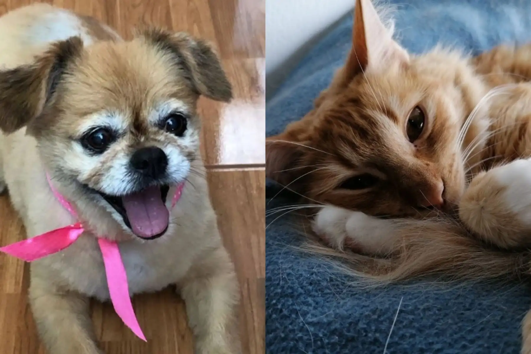 Perros vs gatos: ¿qué mascota demanda un mayor gasto a los peruanos?. Fotos: ANDINA