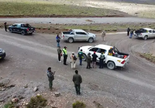 Autoridades refuerzan controles en Ayacucho para prevenir la caza furtiva de vicuñas en esta región. ANDINA/Difusión
