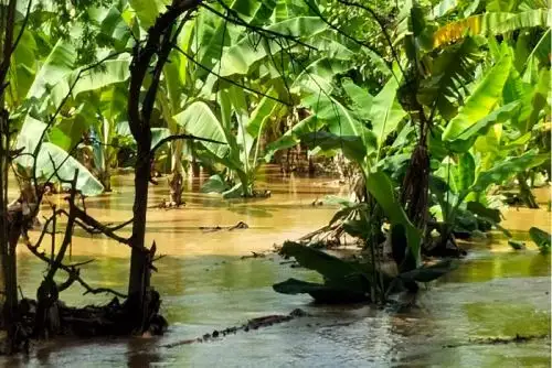 Más de 3,000 hectáreas de plátano y arroz inundadas por el río Tumbes