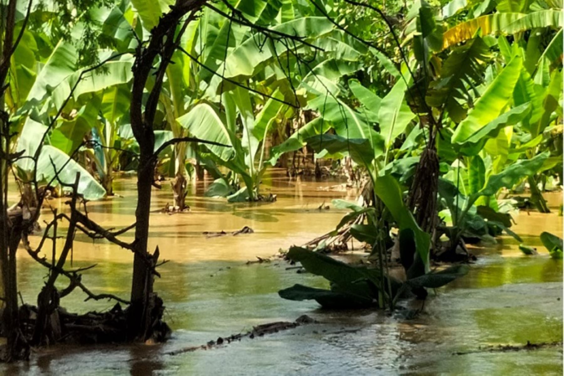 Más de 3,000 hectáreas de plátano y arroz inundadas por el río Tumbes
