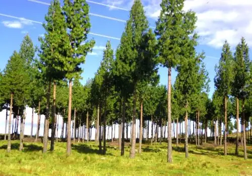 Solo en el distrito cajamarquino de La Encañada, el programa Bosques Productivos del Serfor plantó más de 100 hectáreas de pino. ANDINA/Difusión