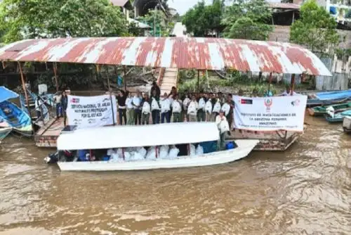 El IIAP Amazonas ha distribuido de manera gratuita 322 240 alevinos de boquichico y gamitana a más de 500 familias pertenecientes a 39 comunidades nativas de tres distritos amazonenses.