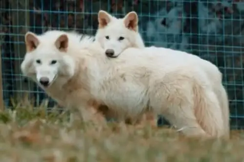 Los dos primeros cachorros Rómulo y Remo nacieron en octubre de 2024 pero fue hasta abril de 2025 que supimos de su existencia. Foto: Colossal Biosciences