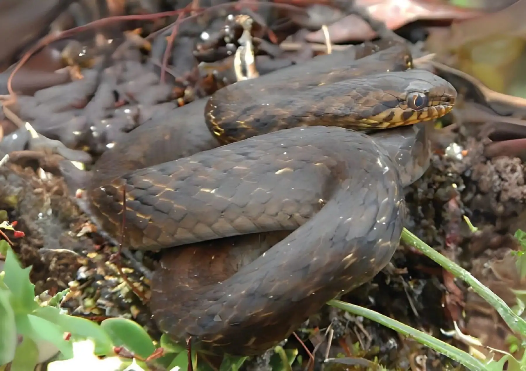 Un equipo de biólogos peruanos y extranjeros descubrieron una nueva especie de serpiente andina en Perú. El hallazgo se produjo en zonas de Pasco, Junín y Puno.