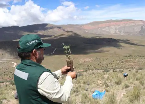 Más de 5,000 árboles de queñua fueron plantadas en las zonas altas de la región Arequipa. La jornada se desarrolló en el distrito de Huambo, provincia de Caylloma. ANDINA/Difusión