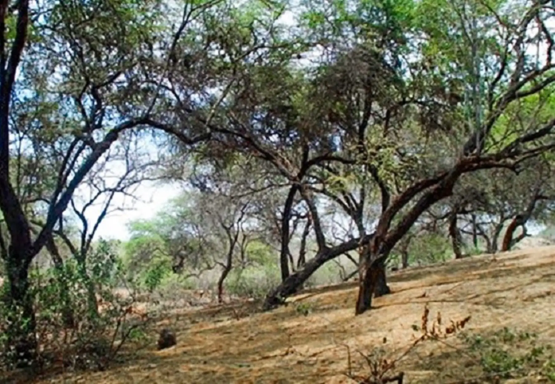 El Ministerio del Ambiente destacó la participación de las comunidades locales en la ejecución de  fue clave en la recuperación de bosques secos de las regiones Tumbes, Piura, Lambayeque y La Libertad. ANDINA/Difusión
