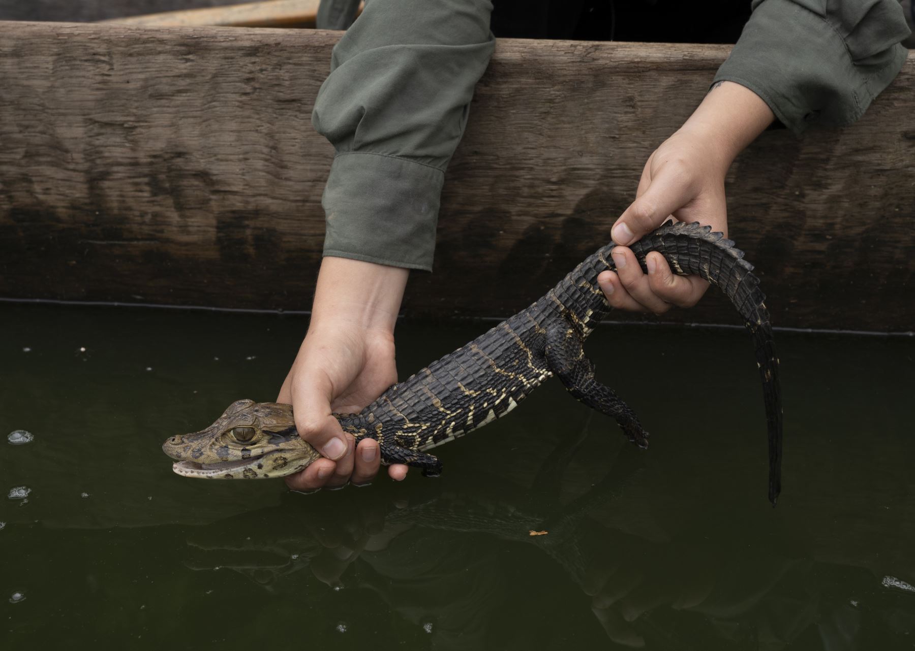 Un estudio busca determinar el comportamiento y el hábitat del caimán negro del Parque Nacional del Manu. Foto: Cortesía Lucía Seminario - SDZWA-Perú