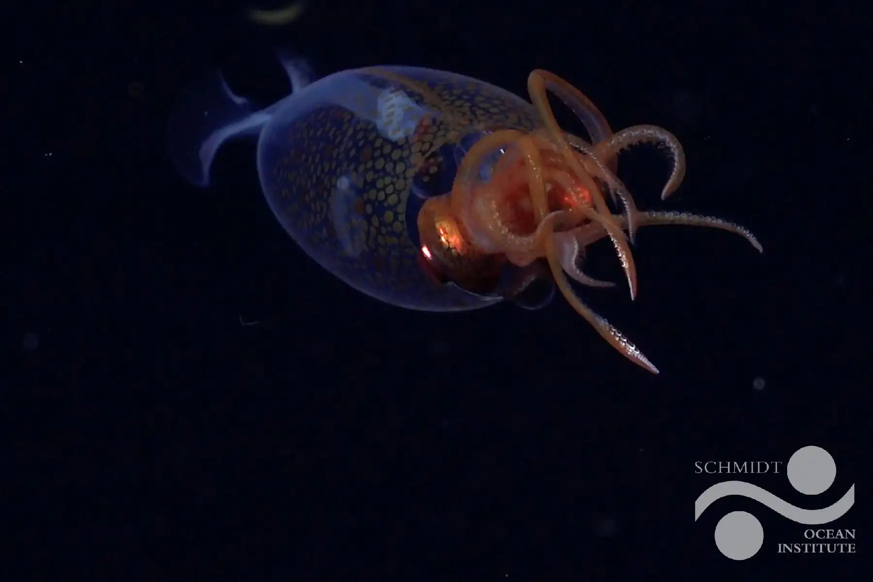 Esta es la primera observación en vivo confirmada del calamar colosal, Mesonychoteuthis hamiltoni , en su hábitat natural. Foto:  Schmidt Ocean Institute