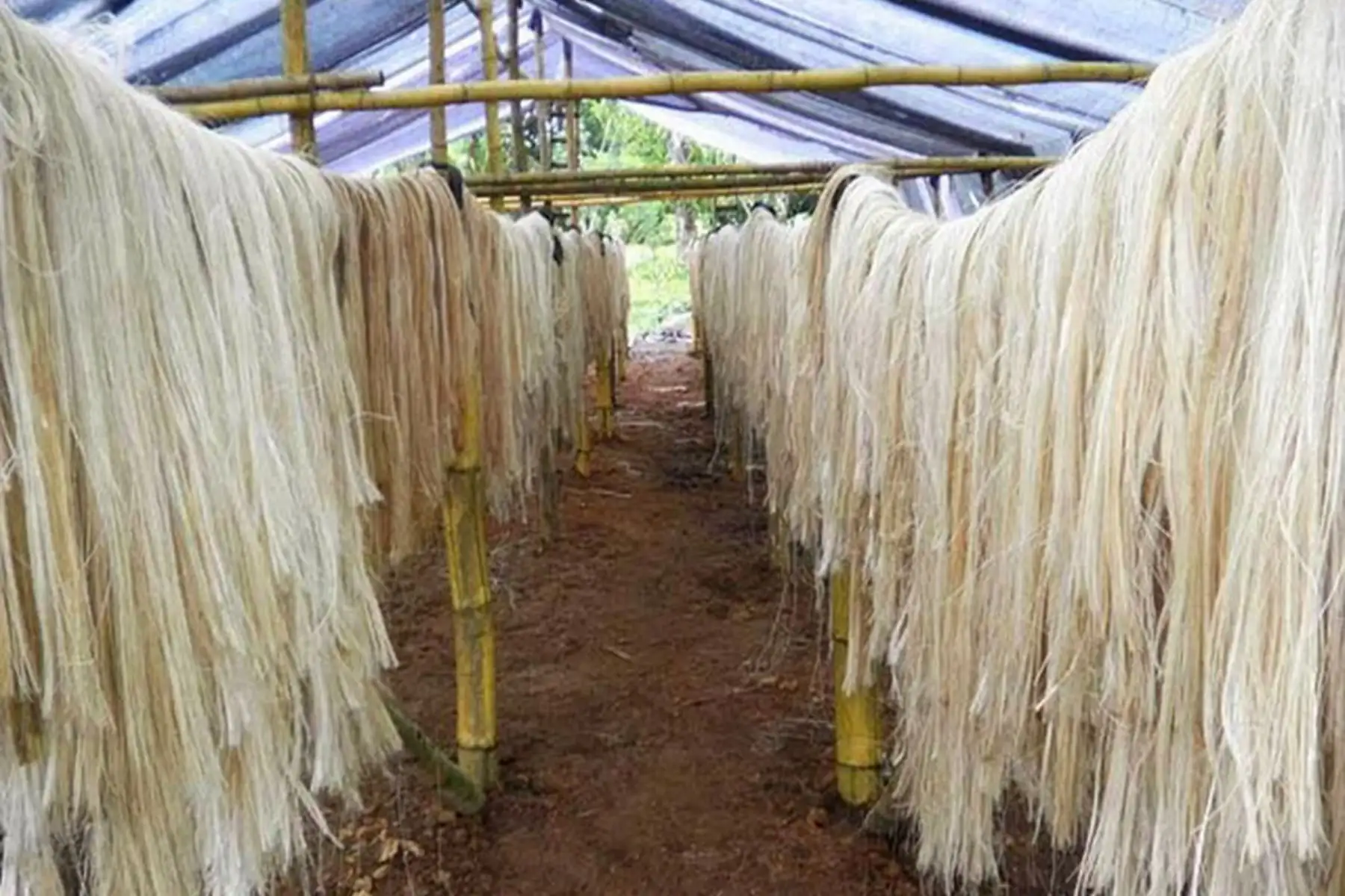 La UNI fabricará sacos textiles biodegradables de fibra de plátano para mejorar el almacenamiento del café. Foto: ANDINA/Difusión