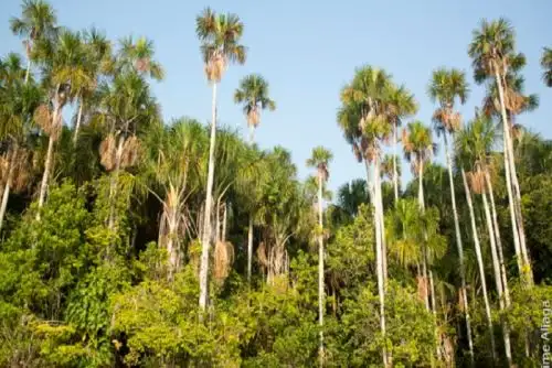 Profonanpe lanzo convocatoria para postular al fondo concursable Bosques Tropicales que financiará iniciativas de conservación en la Amazonía sur. ANDINA/Difusión