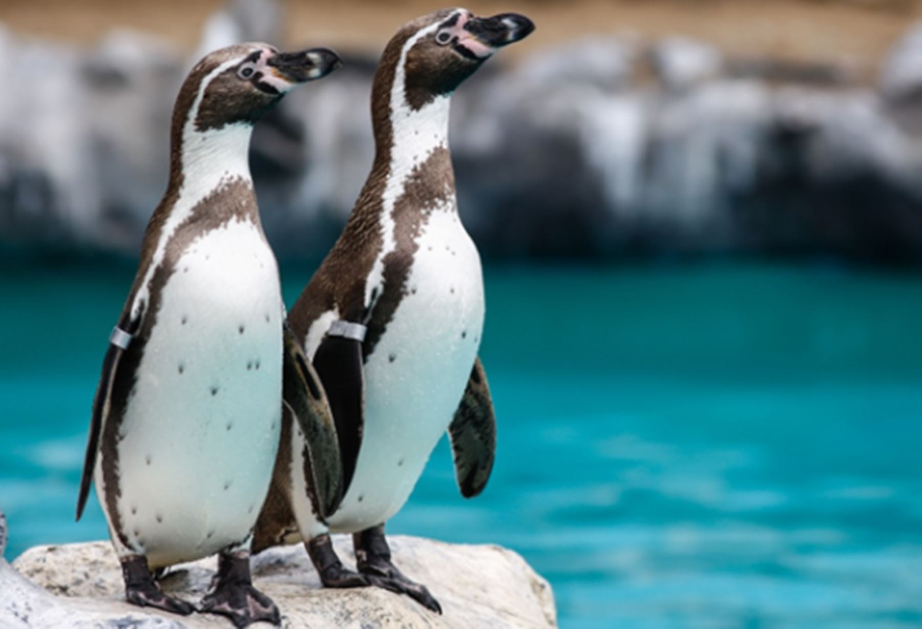 Pingüino de Humboldt