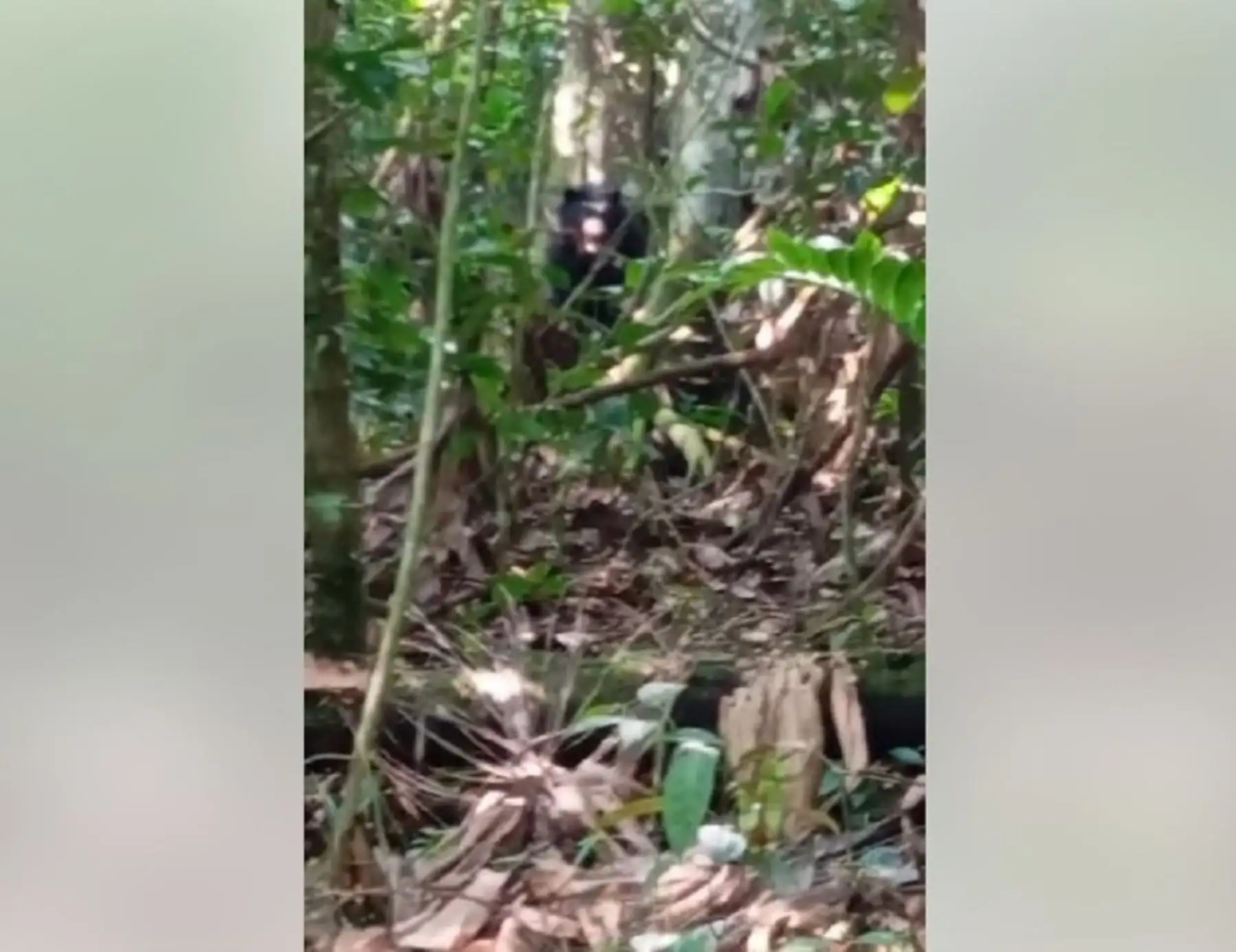 Registran presencia de oso de anteojos en bosques de  comunidad nativa kichwa Chumbaquihui, ubicada en la región San Martín. ANDINA/Difusión