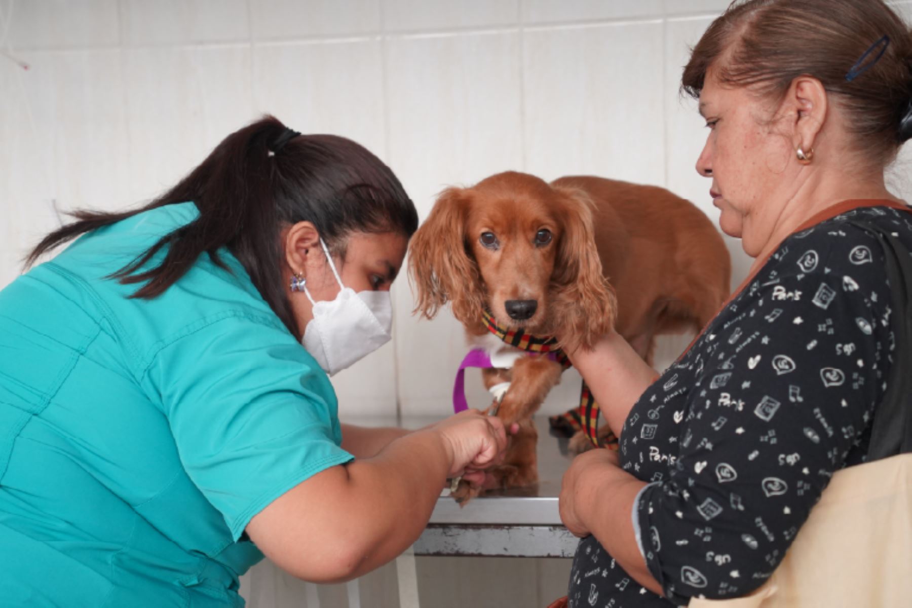 Clínica Veterinaria de San Marcos: atención especializada y formación académica. Foto: ANDINA/Difusión.