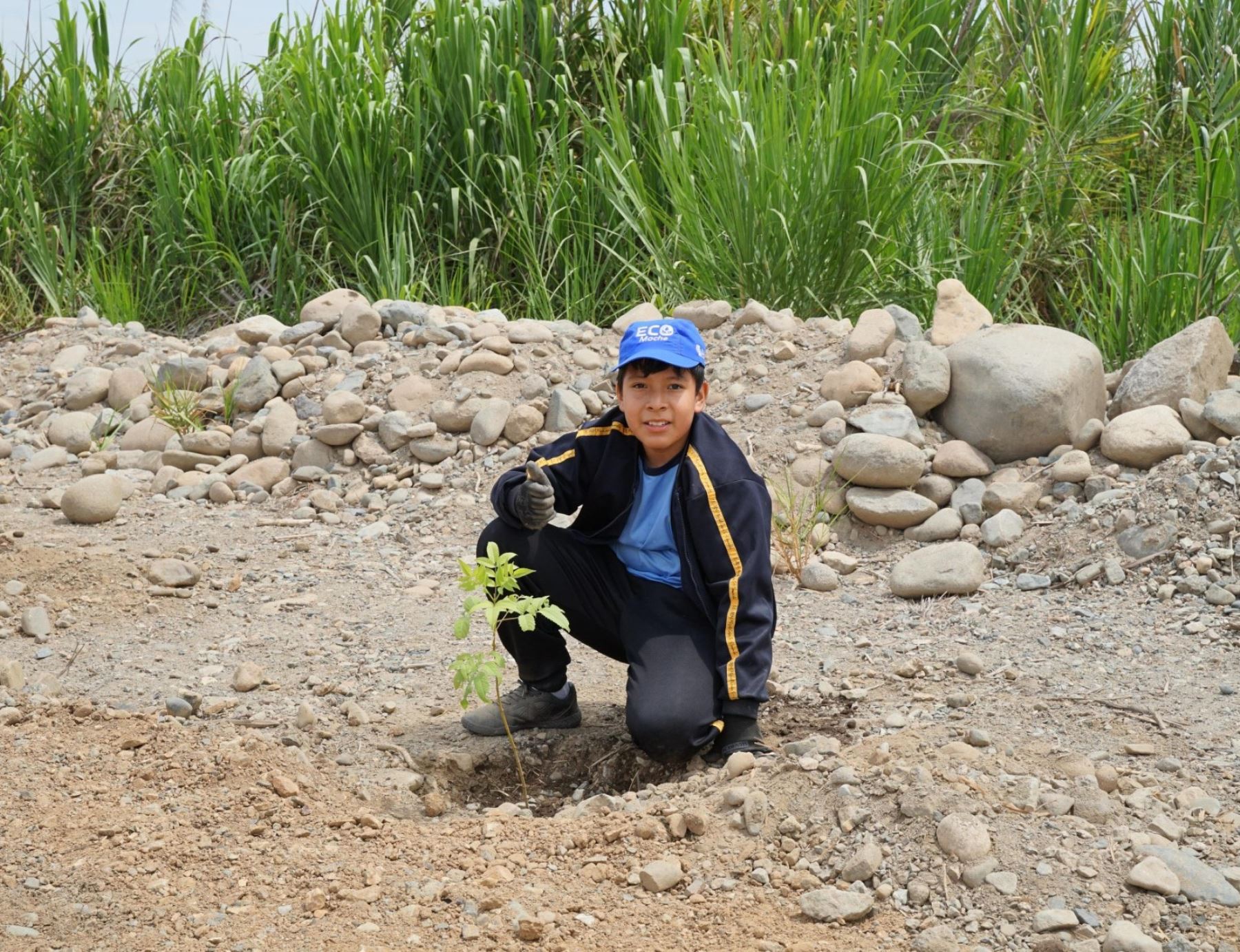 Niños lideraron la jornada de reforestación del río Moche en el distrito de Laredo, provincia de Trujillo. Ellos plantaron más de 100 árboles de tabebuia a orilla del citado río. ANDINA/Difusión