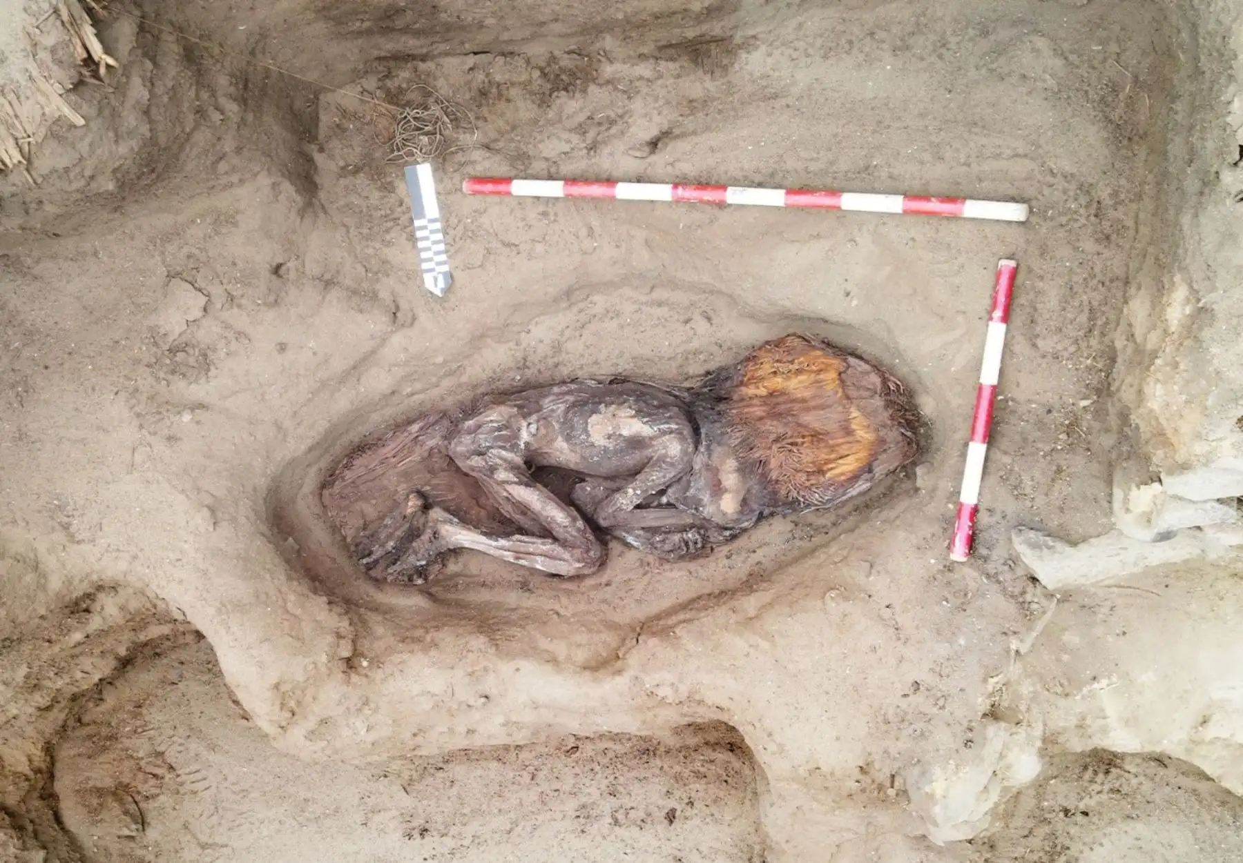 Hallazgo de la momia de Áspero revela interacción de la Civilización Caral con regiones amazónica y andina. Cortesía