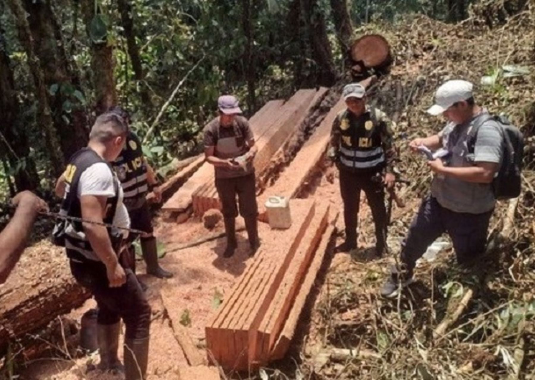 La Policía Nacional constató la tala ilegal de árboles de cedro en el interior del área de conservación regional Gran Simacache, ubicado en el distrito de Saposoa, región San Martín.
