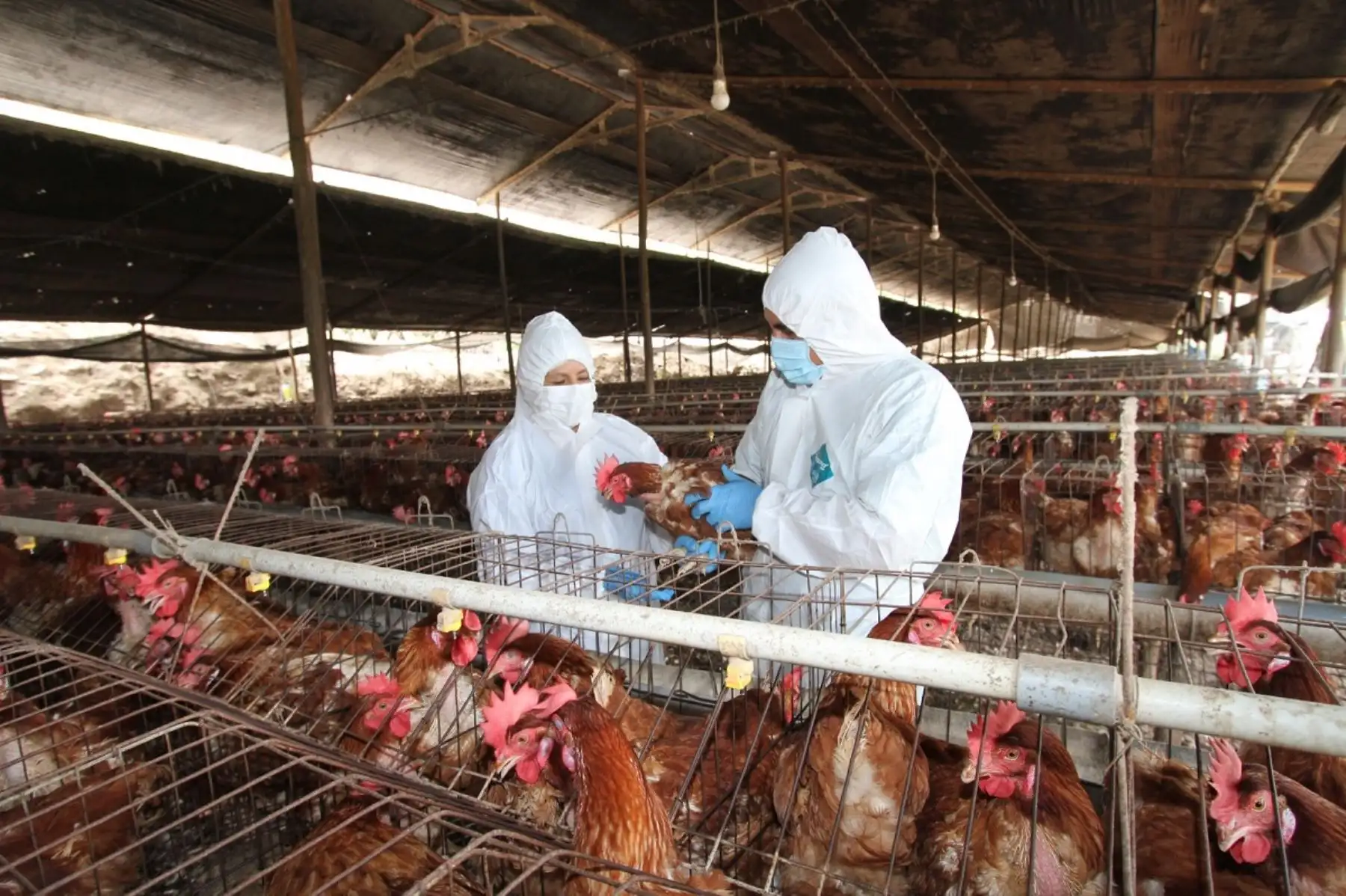Inspección de aves en granjas comerciales. Foto: Cortesía.