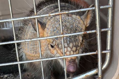 Esta especie se encuentra categorizada como En Peligro (EN) y está protegida por el Estado peruano conforme al Decreto Supremo N.º 004-2014-MINAGRI.