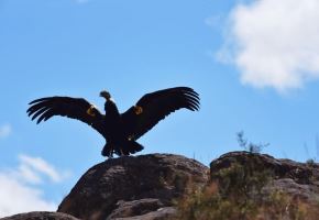 En Ayacucho liberan a un ejemplar de cóndor andino rescatado con signos de envenenamiento. Tras recuperarse retornó a su hábitat natural en la provincia de Sucre. ANDINA/Difusión