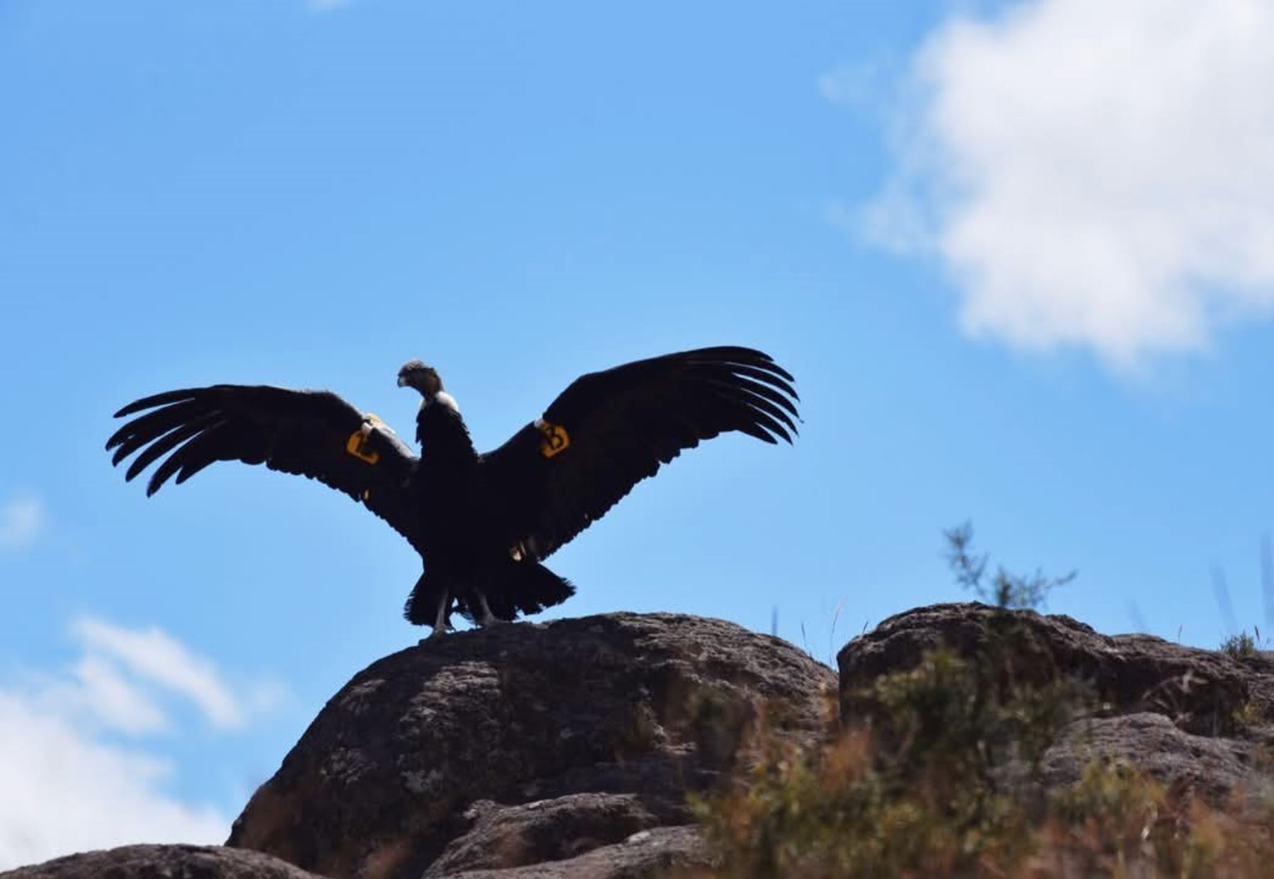 En Ayacucho liberan a un ejemplar de cóndor andino rescatado con signos de envenenamiento. Tras recuperarse retornó a su hábitat natural en la provincia de Sucre. ANDINA/Difusión