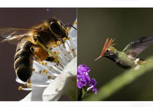 Con concurso escolar se busca reconocer y valorar la importancia que tienen las aves e insectos polinizadores, como el colibrí y la abeja, respectivamente, en la conservación de la biodiversidad. ANDINA/Difusión