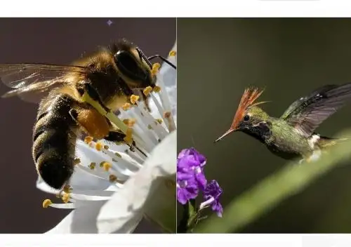 Con concurso escolar se busca reconocer y valorar la importancia que tienen las aves e insectos polinizadores, como el colibrí y la abeja, respectivamente, en la conservación de la biodiversidad. ANDINA/Difusión