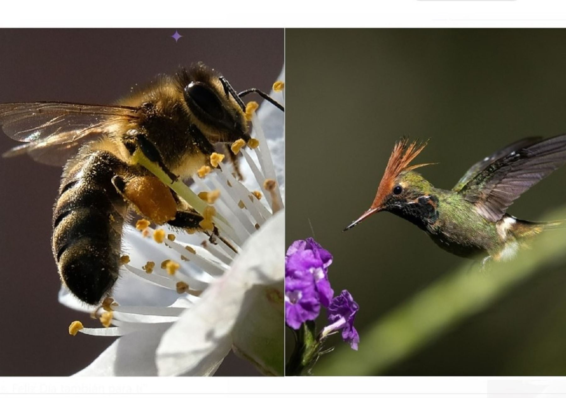 Con concurso escolar se busca reconocer y valorar la importancia que tienen las aves e insectos polinizadores, como el colibrí y la abeja, respectivamente, en la conservación de la biodiversidad. ANDINA/Difusión