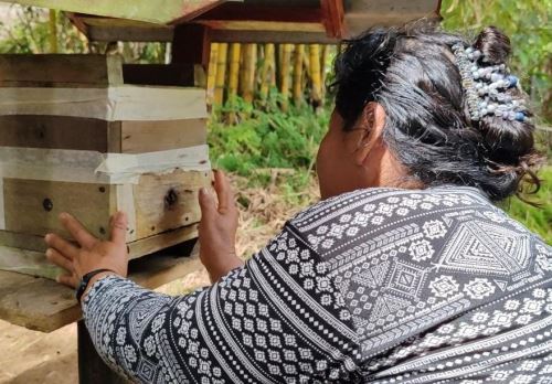 La comunidad nativa Maijunas, ubicada en la quebrada de Sucasari, provincia loretana de Maynas, apuesta por la producción sostenible de miel elaborada por abejas sin aguijón. ANDINA/Difusión