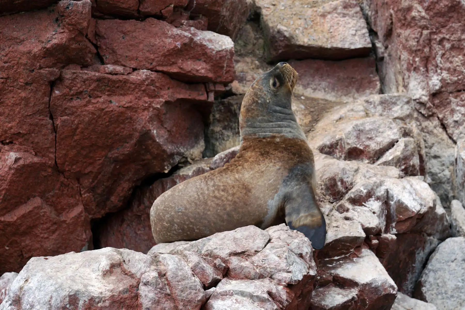 Paracas, ofrece diversas actividades a los visitantes para disfrutar como la visita a las Islas Ballestas, la Reserva Nacional de Paracas y el museo de sitio Julio C. Tello. Foto:ANDINA/Genry Bautista