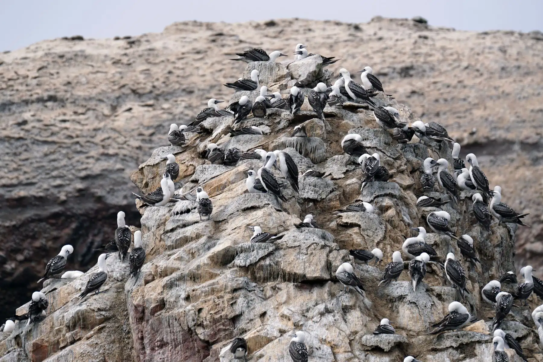 La visita en embarcaciones turísticas a las Islas Ballestas permite al turista observar de cerca colonias de lobos marinos, pingüinos de Humboldt y diversas aves guaneras en su hábitat natural siendo un atractivo inigualable.  Foto:ANDINA/Genry Bautista